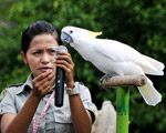Bird Show