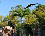 Bird Show