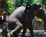 Elephant Show