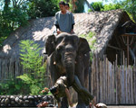 Elephant Show
