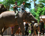 Elephant Show