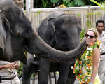 Elephant Show