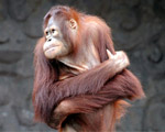 Orangutan Show