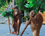 Orangutan Show
