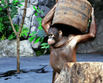 Orangutan Show