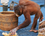 Orangutan Show